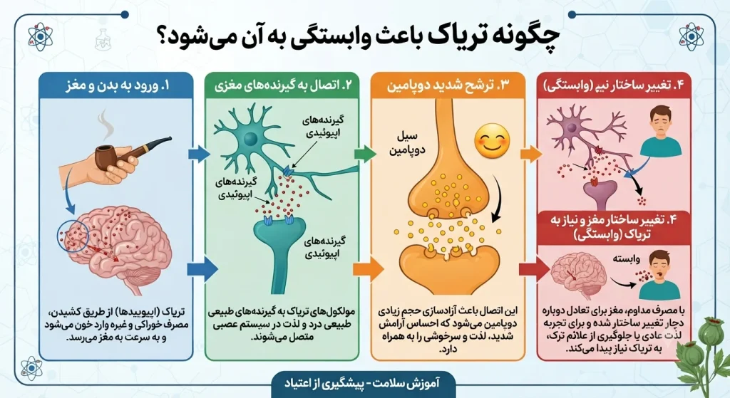 تریاک چگونه باعث وابستگی می شود؟