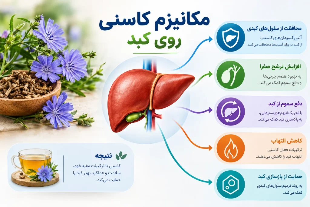 کاسنی برای کبد